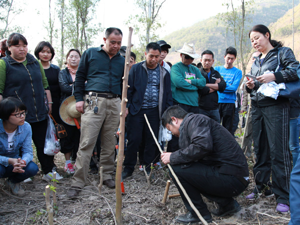 桑樹嫁接演練.jpg